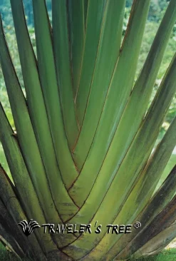 Seidenkleid  LITTLE BLACK DRESS 100% Seide Traveler´s Tree®